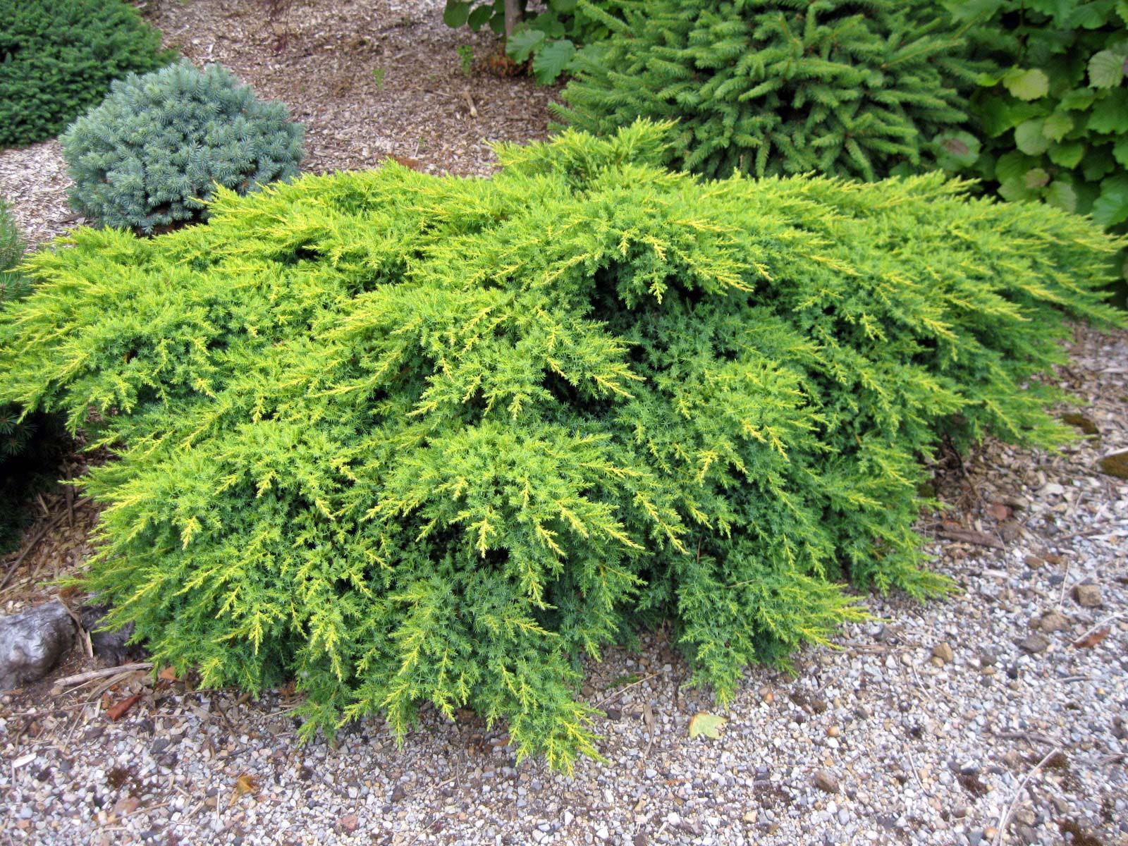 Можжевельник Дабс Фростед, Juniperus pf. 'Daub's Frosted' - Фото №1